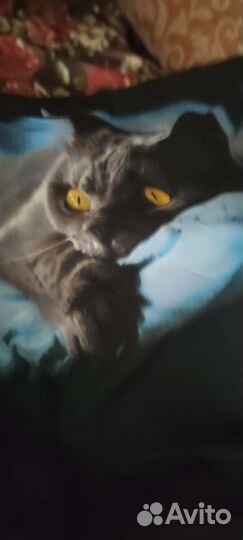 Постельное белье кошка