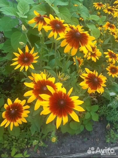 Девичья ромашка, медуница, хелоне, физостегия