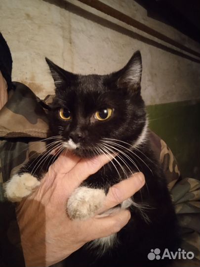 Котик и кошечка в добрые руки