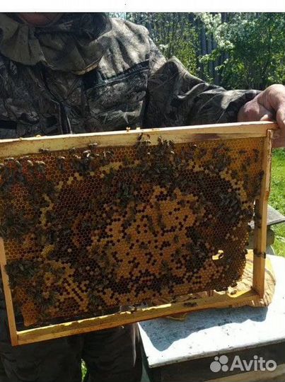 Пчелопакеты Карника