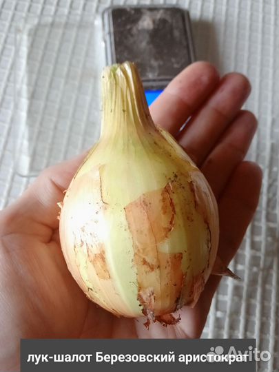 Березовский аристократ лук шалот
