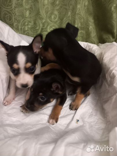 Той-терьер щенки