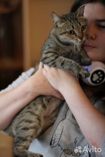 Кошка