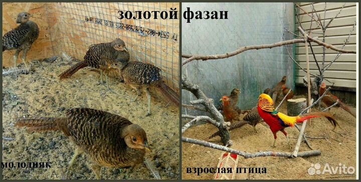 Декоративная птица