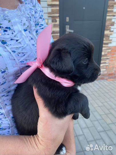 Щенки бесплатно