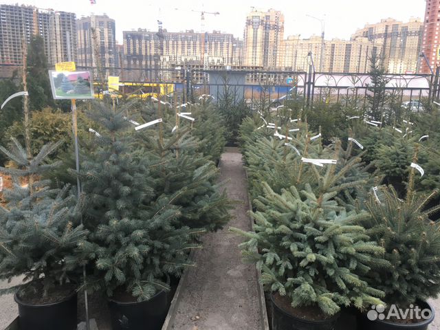 Ель голубая в горшке на Новый год купить в Санкт-Петербурге | Товары ...