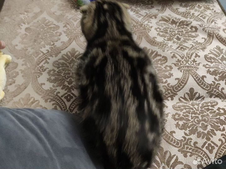 Котенок ищет хозяина