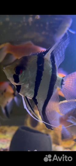 Аквариумные рыбы взрослые особи
