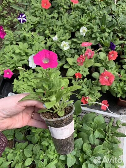 Рассада петунии