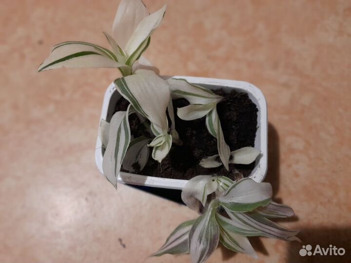 Хлорофитум