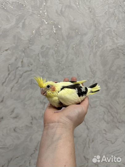 Попугай корелла птенец