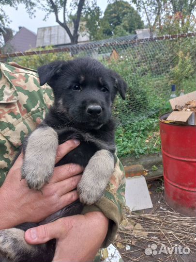 Продам щенков восточноевропейской овчарки