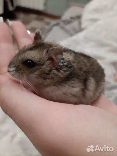 Джунгарский хомяк