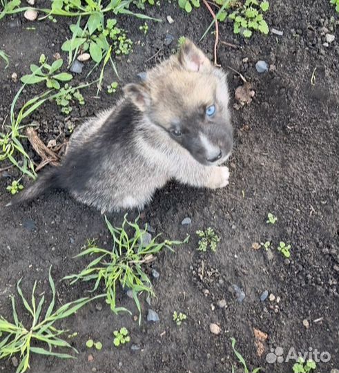 Собака в добрые руки отдам бесплатно