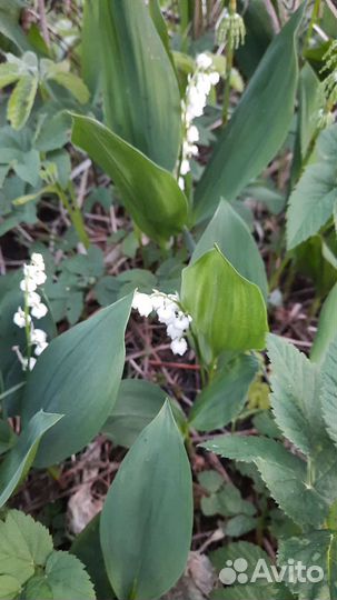 Цветочки для сада