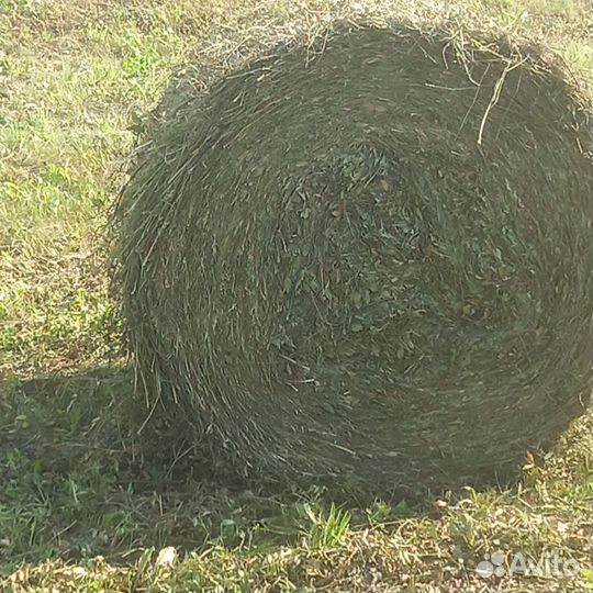 Сено свежее луговое, доставка