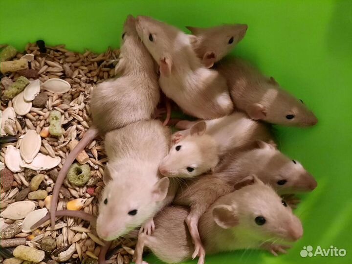 Крысята Дамбо крысы. Корма, наполнитель, клетки