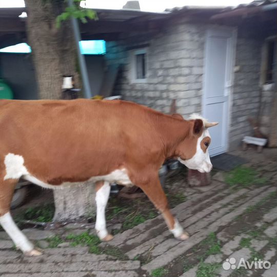 Корова дойная с теленком