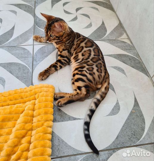 Бенгальский котенок