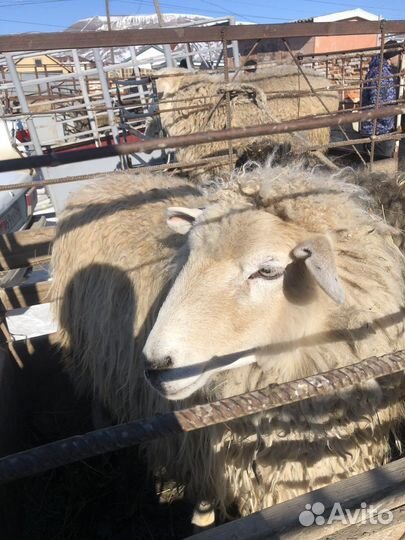 Овцы бараны