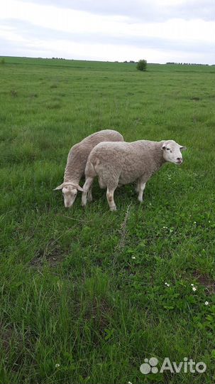 Бараны тексель