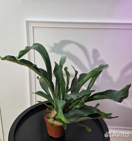 Папоротник платицериум