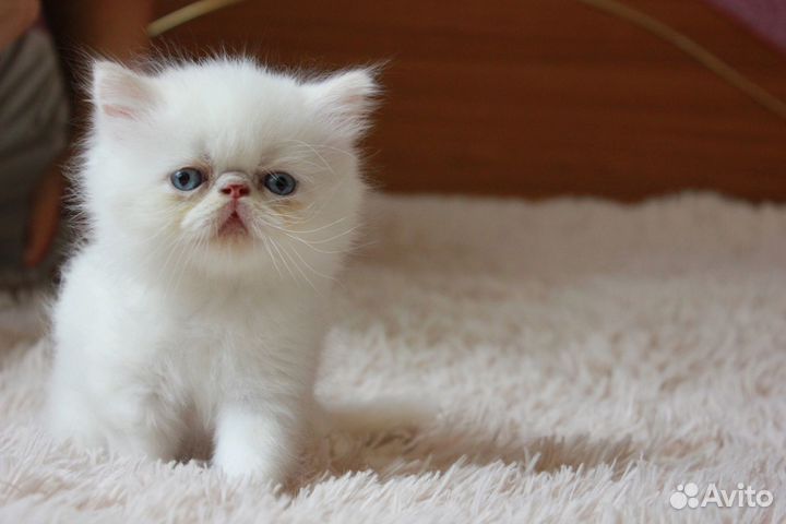 Персидские котята