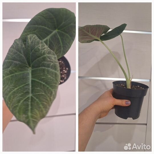 Алоказия Махарани (Серый Дракон)