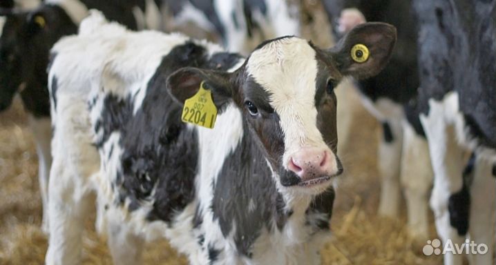Бычки телята мясные
