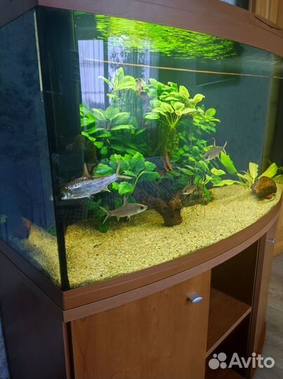 Аквариум с тумбой 300 литров