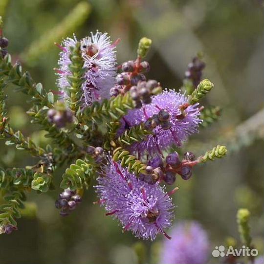 Семена псевдоэрантемума Алатум и других экзотов