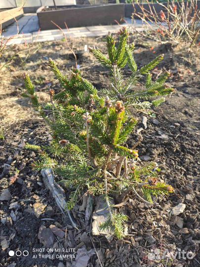 Ель обыкновенная Пуш (Picea abies Pusch)