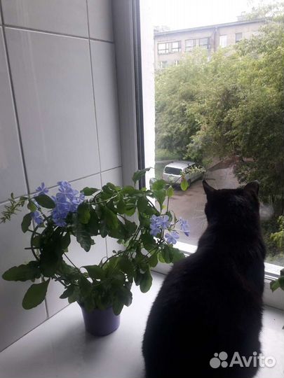 Свинчатка голубая и красная. Иксора