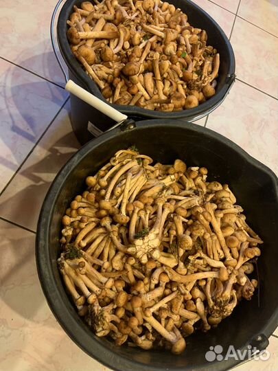 Продам грибы опята