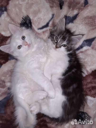 Продам котят Мейн-кун