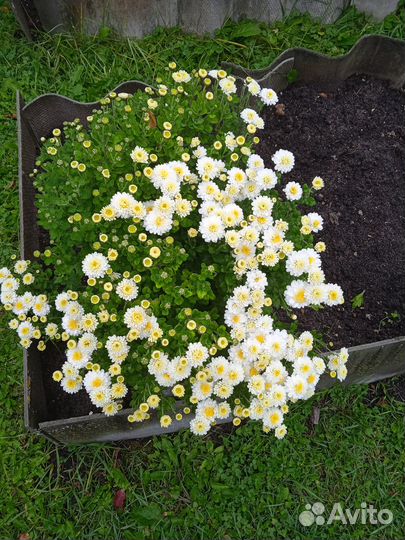 Хризантема шаровидная (мультифлора)