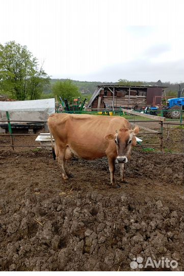 Коровы джерси