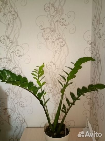 Замиокулькас