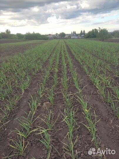 Чеснок-Любаша