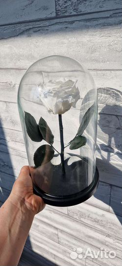 Роза в колбе