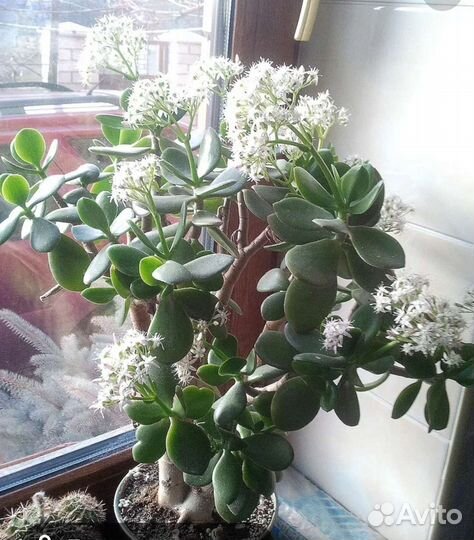 Экзотические комнатные растения