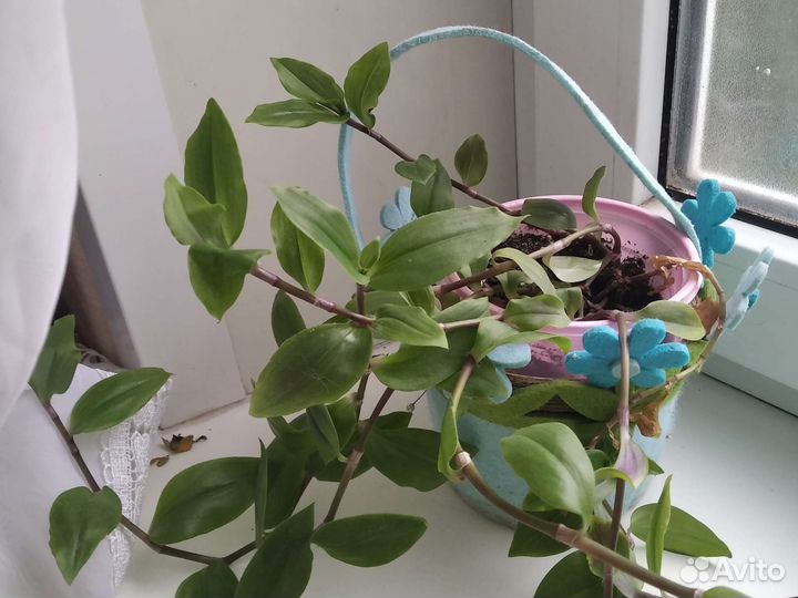 Комнатные растения