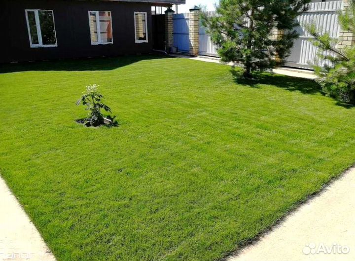 Газон. Рулонный газон