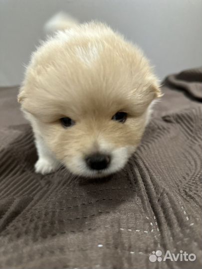 Щенки шпица