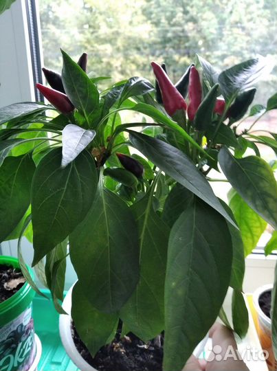 Перец комнатный острый