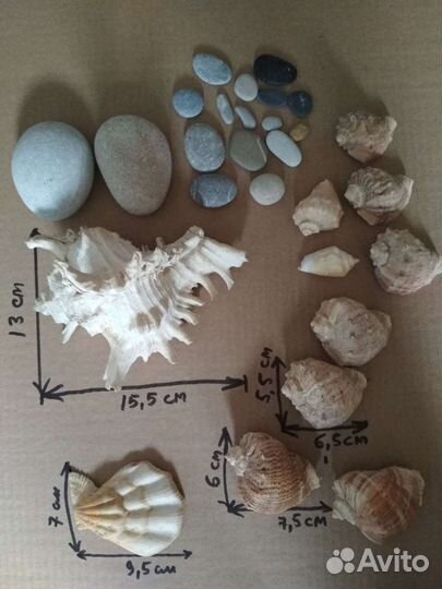 Ракушка морская