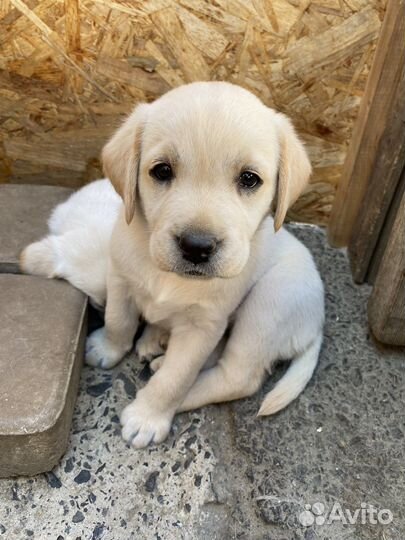 Щенки лабрадора палевые