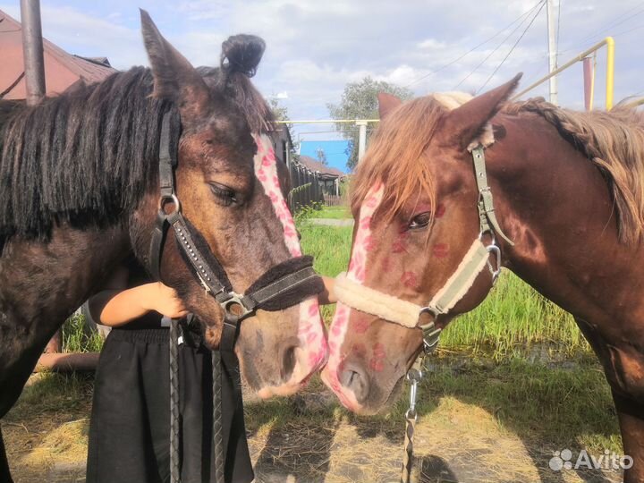 Продам лошадь жеребца