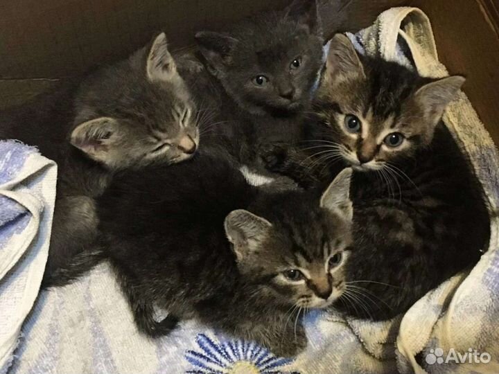 Кошки бесплатно