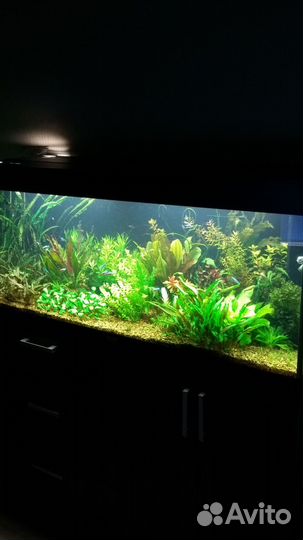 Аквариум